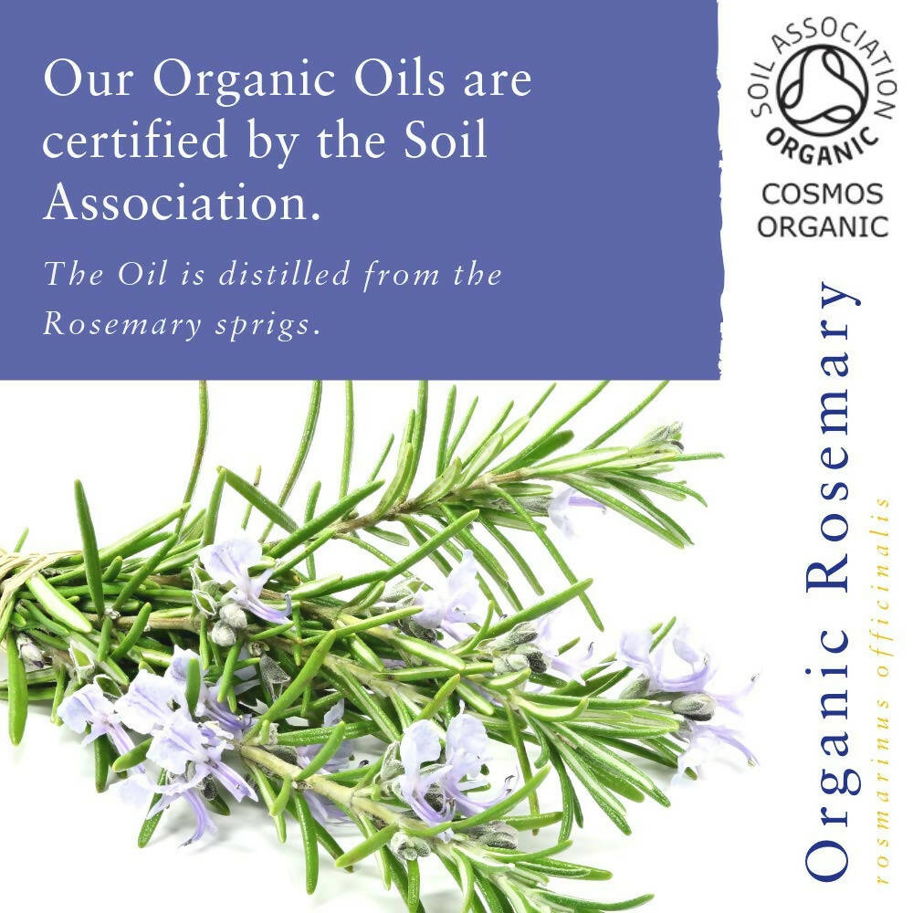 Absolute Aromas Organic Rosemary Essential Oil