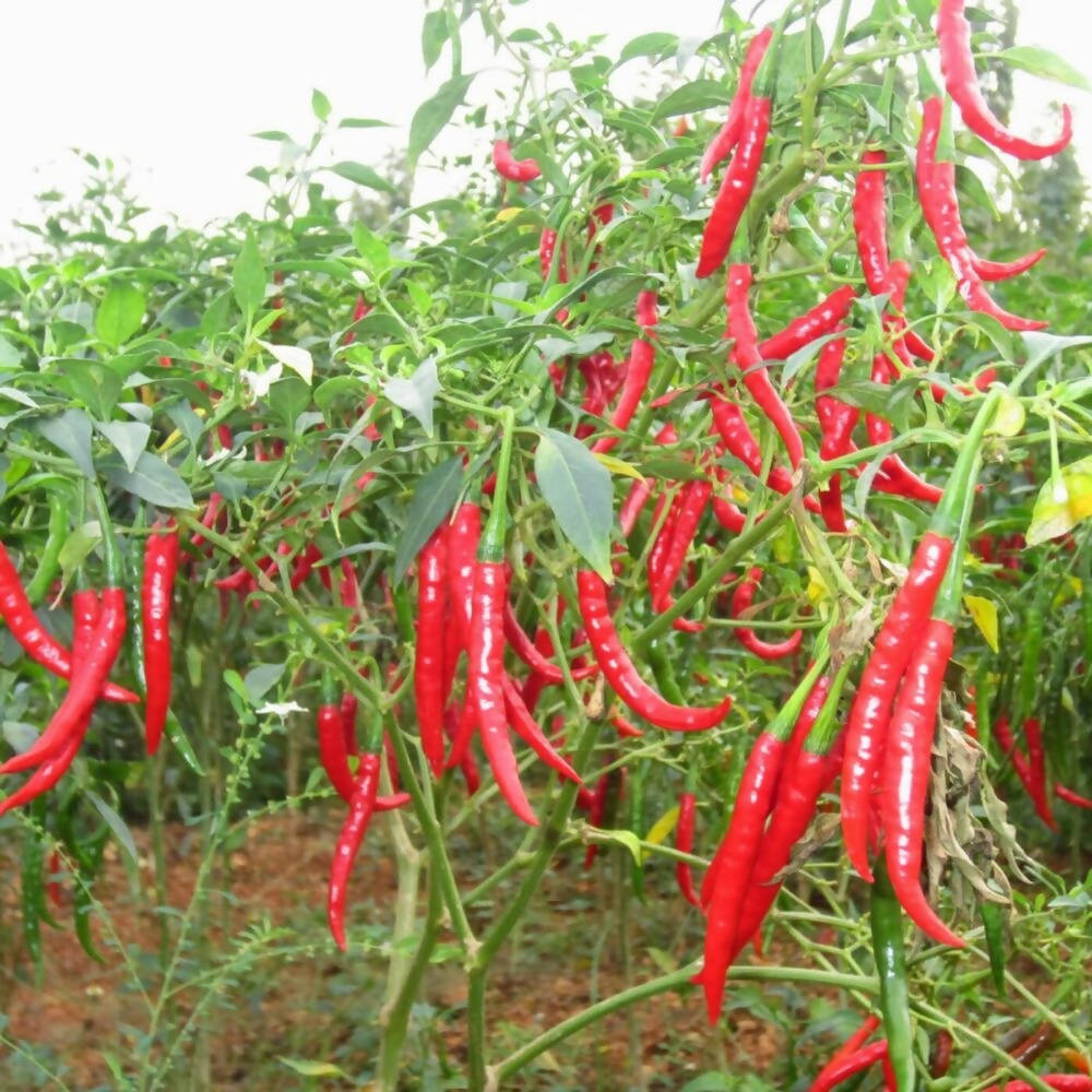 Freshon Red Chilly Byadagi (Naturally Grown)   Stem less